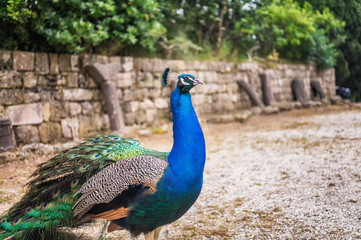 Peacocks in the garden at Mount Filerimos. Rhodes island, Greece