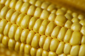 Human staple food of corn, fresh and full of granules