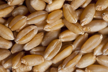 Human important food, wheat