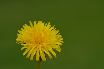 Sarı Çiçek