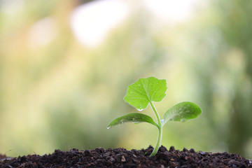 Small growing tree in the morning light