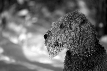 Profile of a beautiful red dog