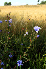 Field flower  meadow and wheat