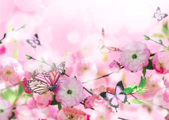 Naklejki  Flowers background with amazing spring sakura with butterflies. Flowers of cherries.