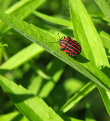 Red bug on leaf