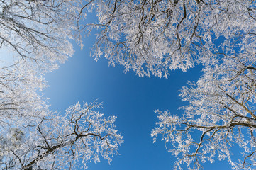 Winter white trees on background of the blue sky