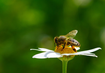 Bee and flower
