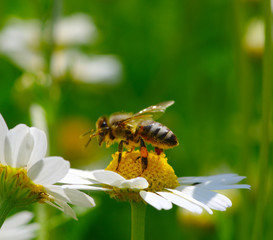 Bee and flower