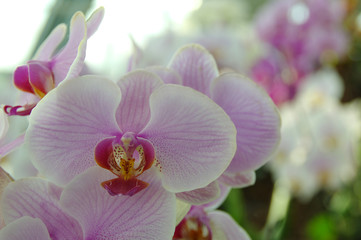 Naklejka na ściany i meble Orchid flower in garden