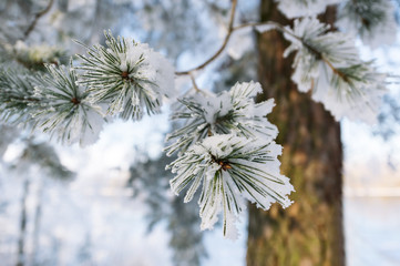 Branches of blue spruce is covered with frost