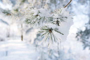 Twig of conifer with frost on the needles
