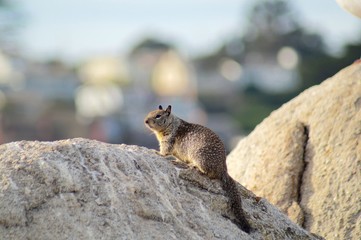 Squirrel in Seaside Park
