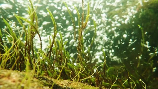 Aquatic moss Fontinalis antipyretica under a waterfall