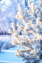 Branches bushes trimmed in forest and pine fir tree branch nature park with hoarfrost winter frost snow