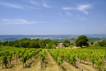 Fototapeta na wymiar Country landscape from Orvieto to Todi, Umbria, Italy