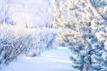 Branches bushes trimmed in forest and pine fir tree branch nature park with hoarfrost winter frost snow