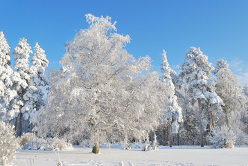 Fototapeta na wymiar Winter in Finland