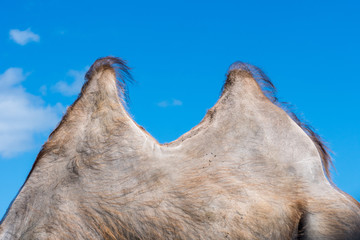 Side view of the hairy humps from a pale brown camel