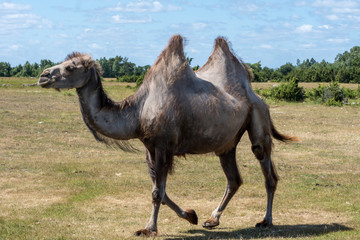 Camel with large humps walking in a green field in sunshine