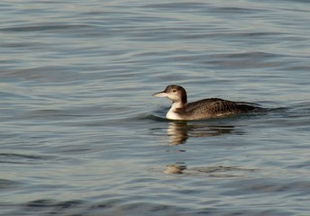 Loon in Monterey Bay