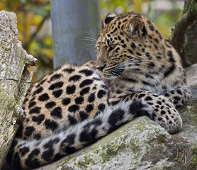 Amur leopard. Latin name - Panthera pardus orientalis