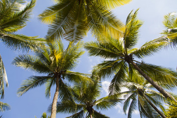 Fototapeta na wymiar High green palm trees