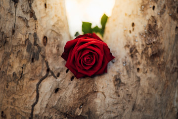Red rose flower on tree wood in Valentine's Day