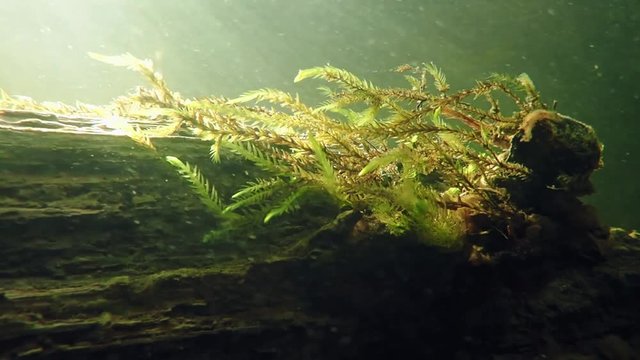 Fontinalis antipyretica aquatic moss on sunken tree in a Nordic river