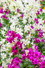 Orchard Road Orchids