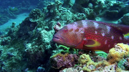 Lyretail Grouper Variola louti slowly swims on the background of a coral reef, then leaves the frame. Red Sea Egypt