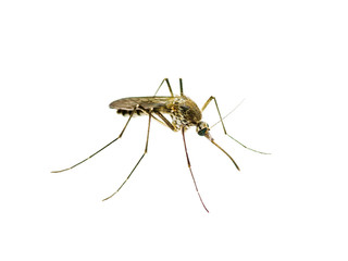 Yellow Fever, Malaria or Zika Virus Infected Mosquito Insect Isolated on White