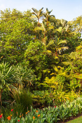 Plants and Trees in the Singapore Botanic Gardens