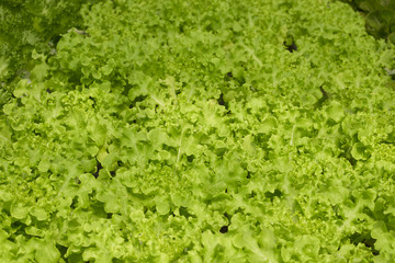 Lettuce in the hydroponics farm