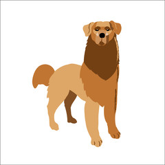 Golden retriever isolated on white background, vector illustration dog.