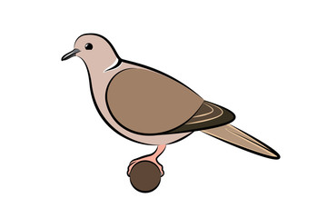 Collared Dove. Vector Illustration Of A Collared Dove