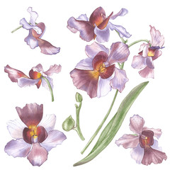 Singapore Flower, Illustration of Vanda Miss Joaquim Flowers. The National Flower of Singapore. Watercolor Hand drawn violet orchid isolated on white background. Realistic botanical illustration.