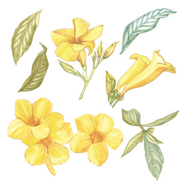 Fototapeta Yellow Alamanda flower isolated on white background. Watercolor Singapore flower realistic colorful with leaves. Exotic tropic floral object for your poster design.