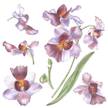 Singapore Flower, Illustration of Vanda Miss Joaquim Flowers. The National Flower of Singapore. Watercolor Hand drawn violet orchid isolated on white background. Realistic botanical illustration.