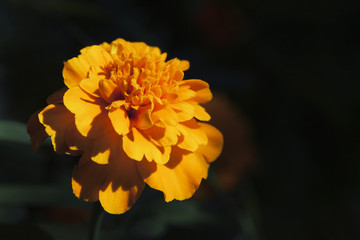 Marigold flower, macro