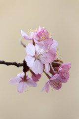 Pink Pastel Cherry Blossom