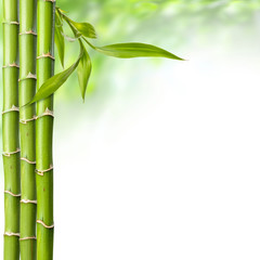 Fototapeta na wymiar bamboo grove with leaves on the white