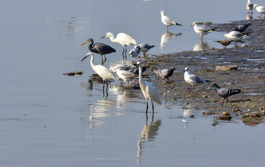 Reef heron