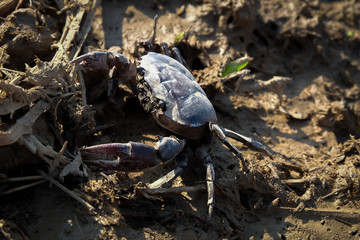 Freshwater crab or rice field crab (Somanniathelphusa) that can be found in fresh water in rivers, canals or in rice fields.