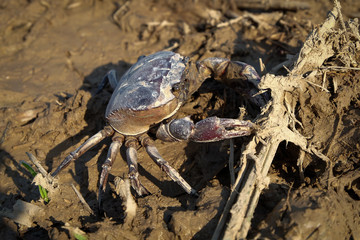 Freshwater crab or rice field crab (Somanniathelphusa) that can be found in fresh water in rivers, canals or in rice fields.