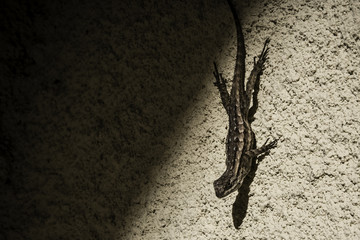 Lizard In Light Climbing Down Stucco Wall