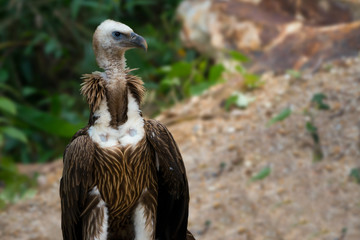 Juvenile himalayan griffon vulture head neck chest and thigh.Immature himalayan griffon with brown ruff feathers white head standing and looking to photographer.Dispersing to thailand in January.