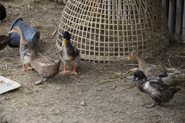 Duck looking for food