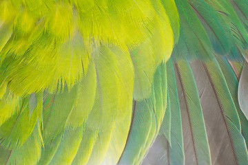Soft focus close up beautiful wing lovebird feather background