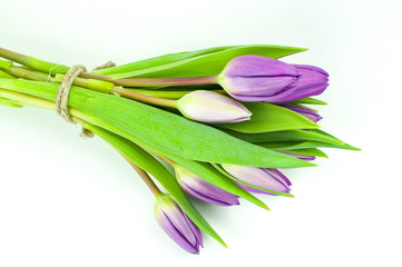 Purple Tulips bouquet isolatd on white