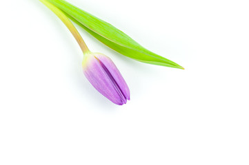 Obraz premium Single tulip flower on white background